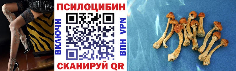 наркота  Владикавказ  Галлюциногенные грибы Psilocybine cubensis 